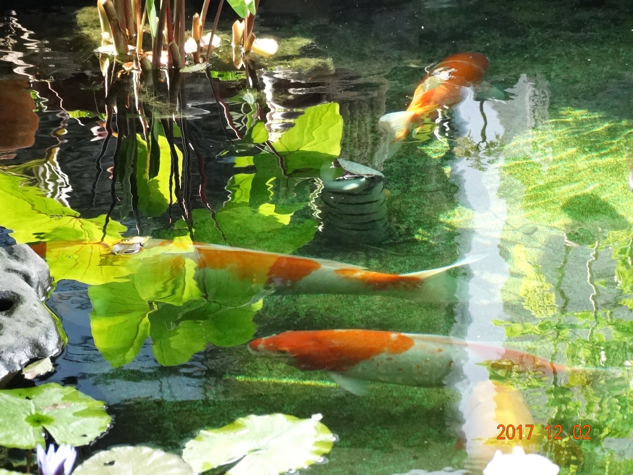 20171202東東花園-美紅老師攝_171208_0039 20171202東東花園-美紅老師攝_171208_0039